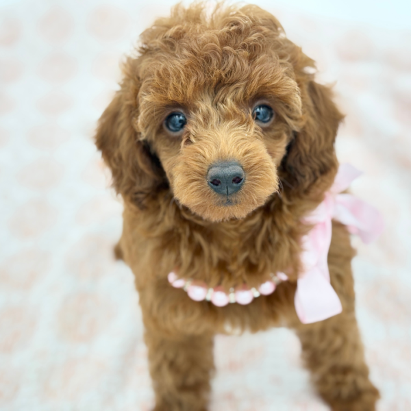 Autumn — Poodle Toy — Image 1
