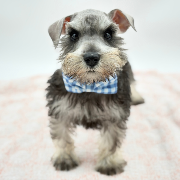 Barnaby — Miniature Schnauzer — Image 2