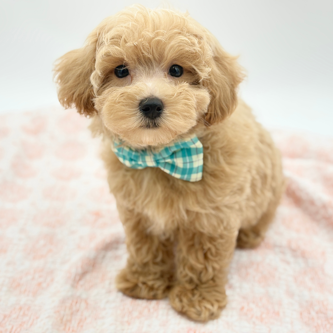 Maltipoo in Bradenton, FL