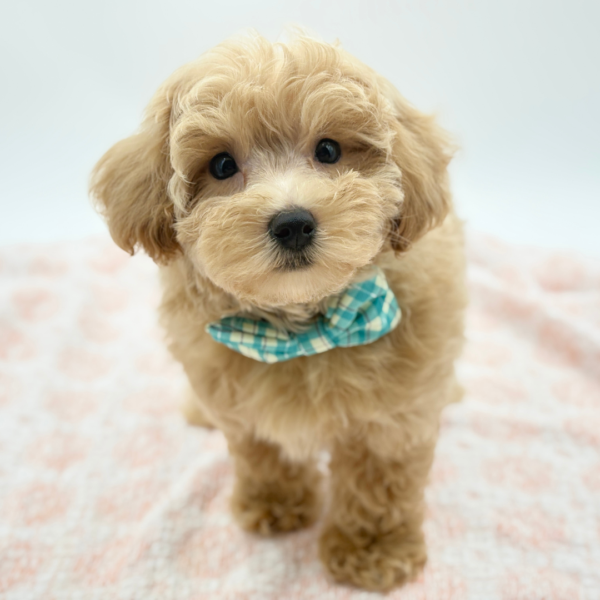 Ozzy — Maltipoo — Image 2