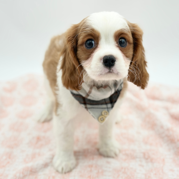 Ned — Cavalier King Charles — Image 4