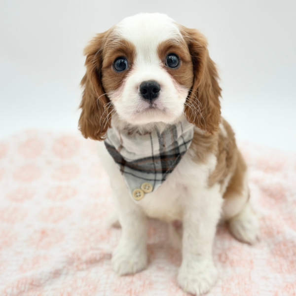Ned — Cavalier King Charles — Image 2