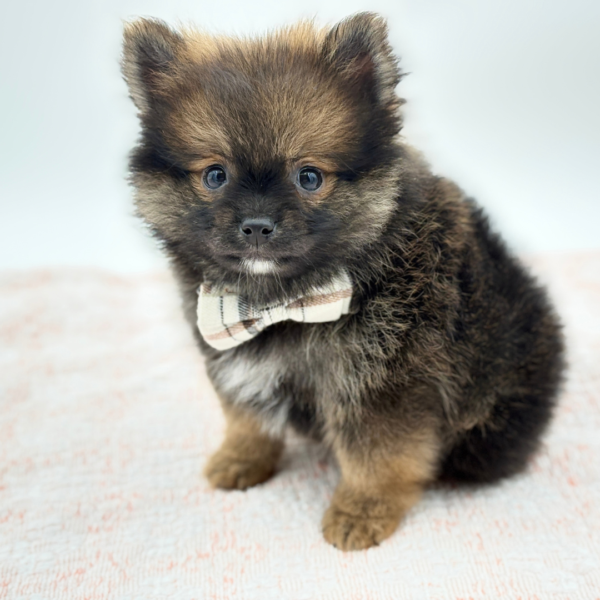 Fang — Pomeranian — Image 2