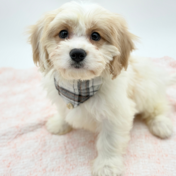 Lucas — Cavachon — Image 2