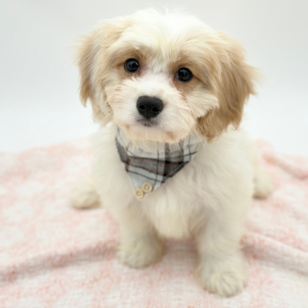 Lucas — Cavachon — Image 3