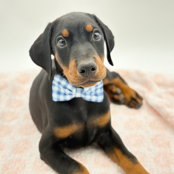 Murphy — Doberman Pinscher — Image 1