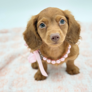 Morgana — photo 1