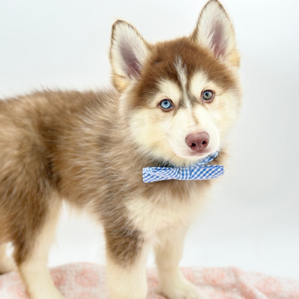 Rory — Pomsky — Image 2