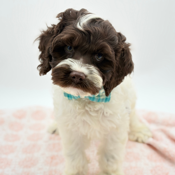 Scout — Cockapoo — Image 2