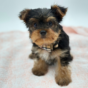 Yorkshire Terrier (M)- 31348