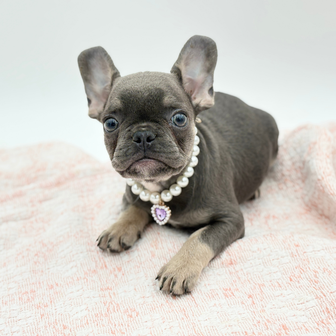 French Bulldog in Lakewood Ranch, FL