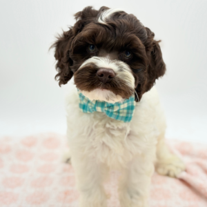 Scout — photo 3