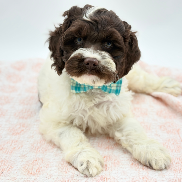 Scout — Cockapoo — Image 1