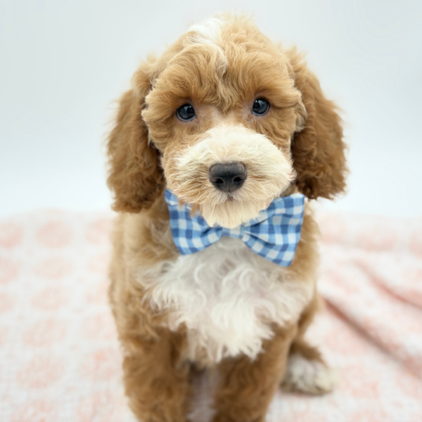 Lumi — Poodle — Image 2