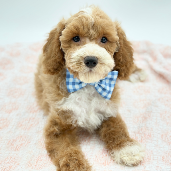 Lumi — Poodle — Image 3