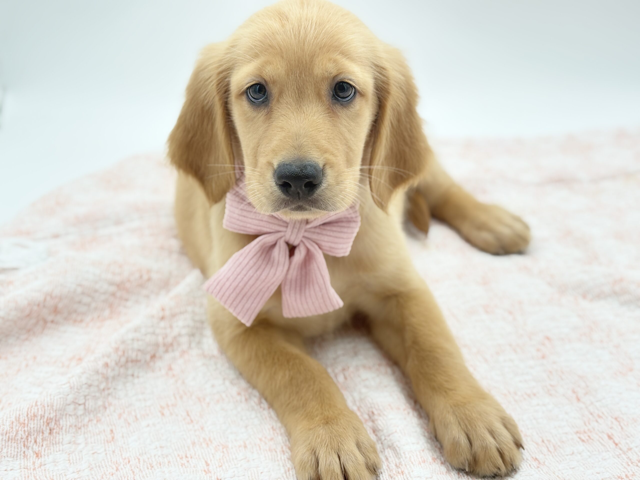 Golden Retriever in Siesta Key, FL