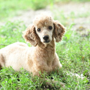 Shadow's Hickock's Harper