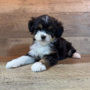 Mini Aussiedoodle (M) – 31306