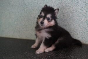 Pomsky (F) – 31305