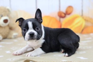 Boston Terrier (M) – 31309