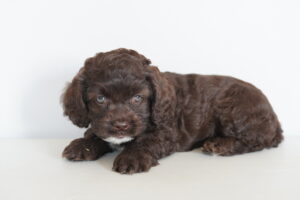 Cockapoo (F) – 31308