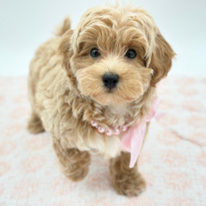 Baby — photo 1