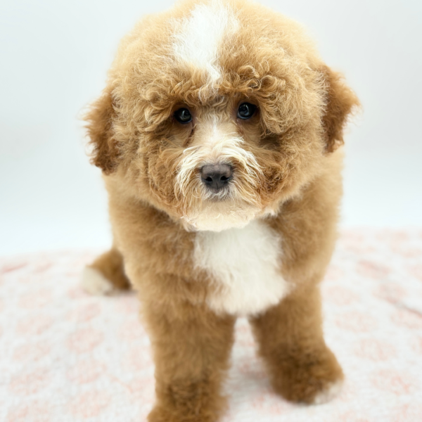 Pumpkin — Mini Bernedoodle 2nd Gen — Image 2