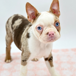 Frenchton (F) – 31412
