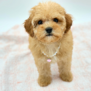 Cassie — photo 3
