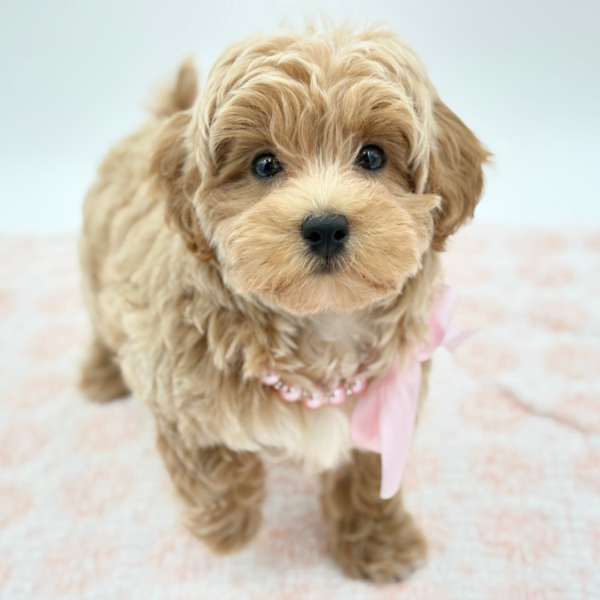 Baby — Maltipoo — Image 2