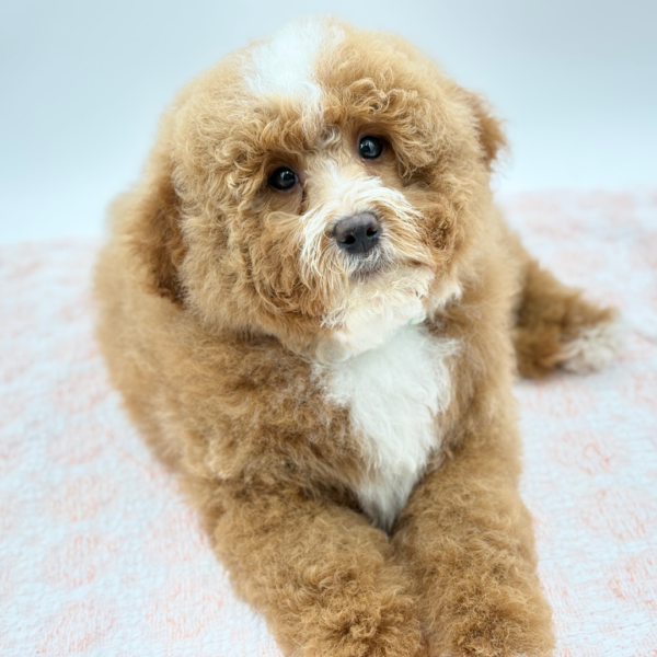 Pumpkin — Mini Bernedoodle 2nd Gen — Image 1