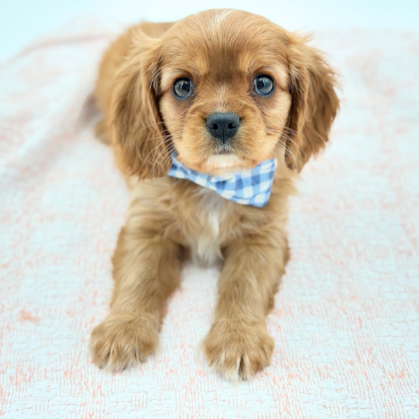 Dennis — Cavalier King Charles Spaniel — Image 1
