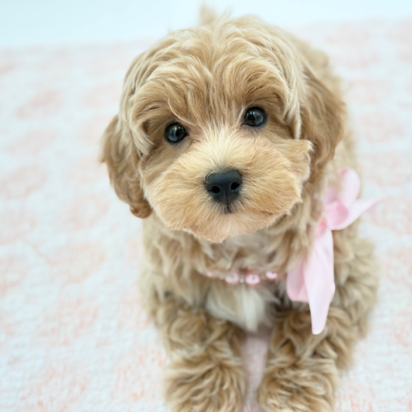 Baby — Maltipoo — Image 3