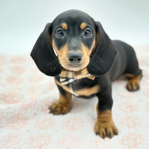 Donnie — Dachshund — Image 1