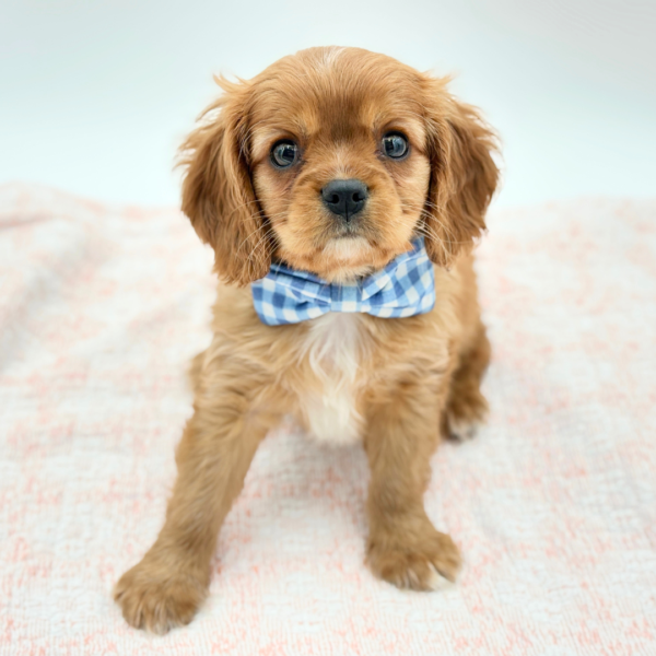 Dennis — Cavalier King Charles Spaniel — Image 2