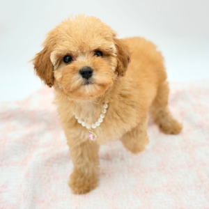 Cassie — photo 2