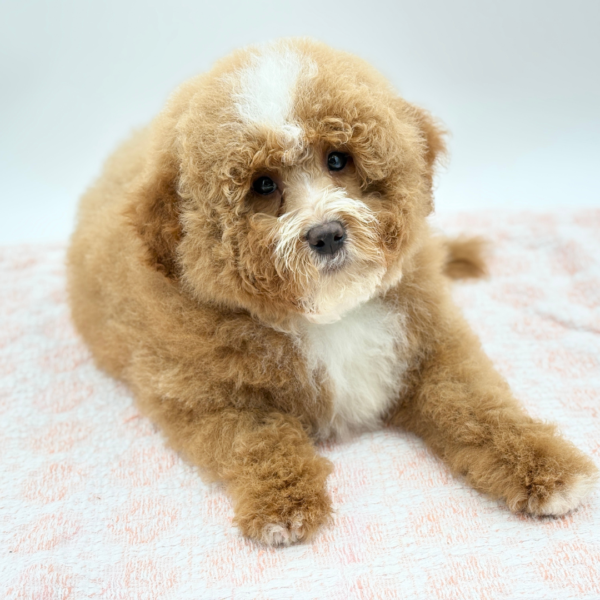 Pumpkin — Mini Bernedoodle 2nd Gen — Image 3
