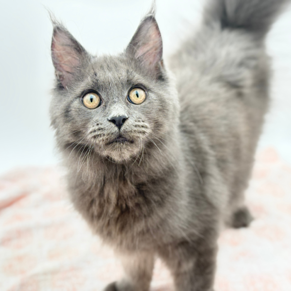 Kaleo — Maine Coon — Image 2