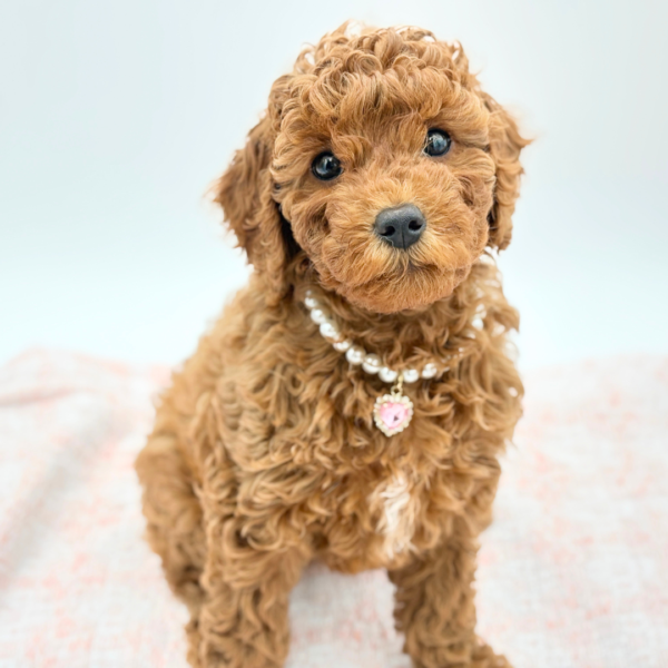 Corrie — Cavapoo F1B — Image 3