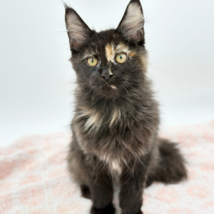 Minerva — photo 4