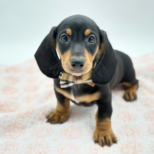 Donnie — Dachshund — Image 3