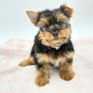 Alfie — photo 3