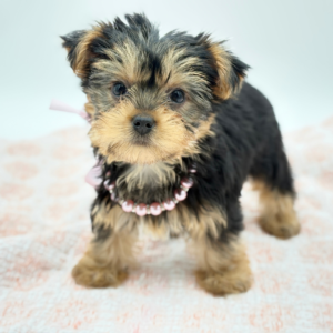 Buttercup — photo 4
