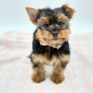 Alfie — photo 2