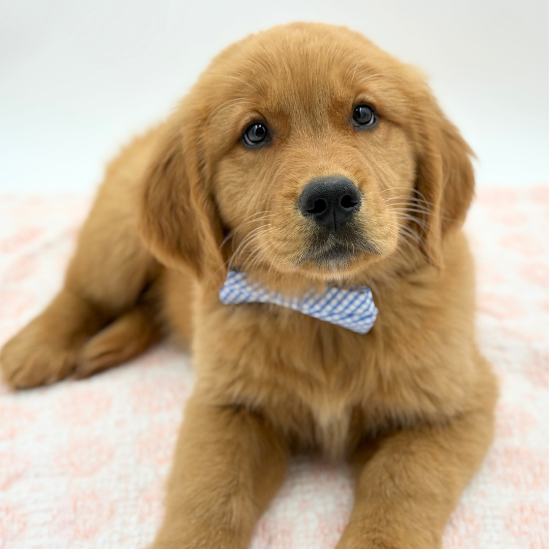 Golden Retriever in Bradenton, FL