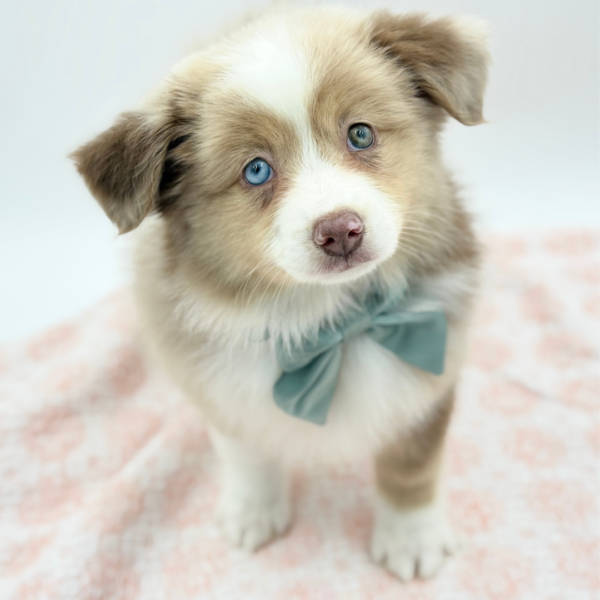 Allissia — Mini Australian Shepherd — Image 3
