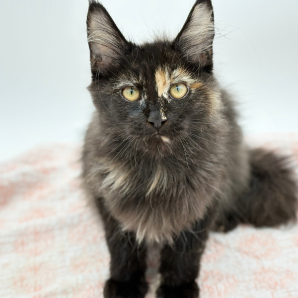 Minerva — Maine Coon — Image 3