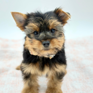 Alfie — photo 1