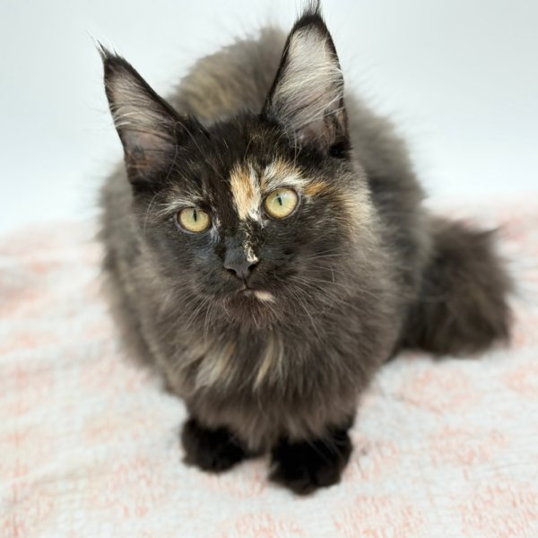 Minerva — Maine Coon — Image 1
