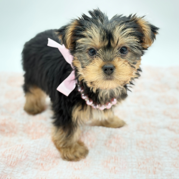 Buttercup — Yorkshire Terrier — Image 2